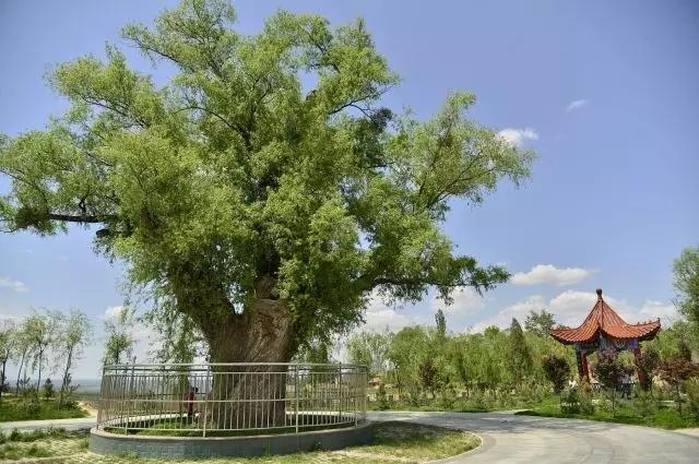 我在长武刚刚好，何必羡慕北上广