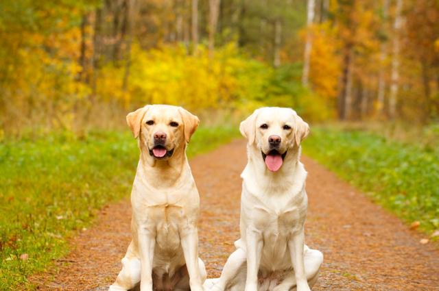 怎么选拉布拉多幼犬双血统,如何挑选纯种拉布拉多照片