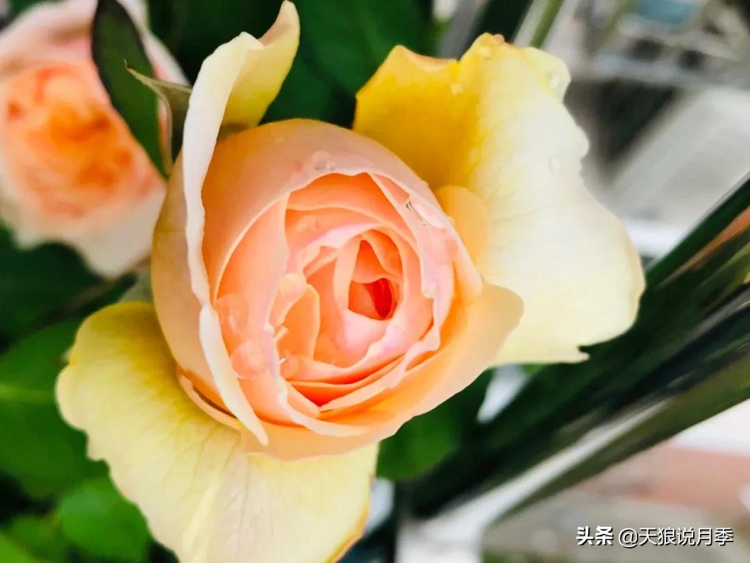 月季花是时候展现真正的技术了 (开春的第一波月季花就这么过去了)