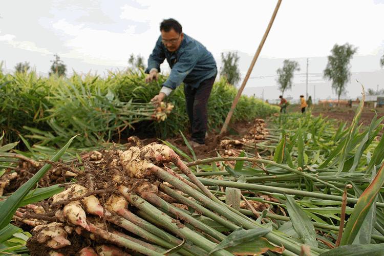 生姜适合什么土壤种植才能高产呢,茎穗兼收高产的生姜种植技术