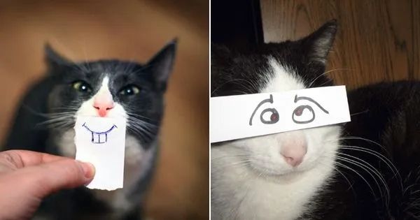 憋住不准笑大全,猫咪奇葩睡姿成精了