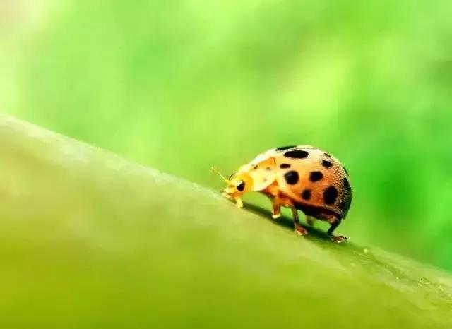 常用摄影构图方法,手机摄影构图