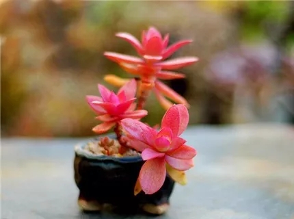 多肉老桩速成法，根本用不了三五年！美的大开眼界