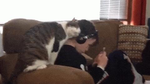 3个月的布偶猫怎么培养性格,怎么培养小猫有猫德