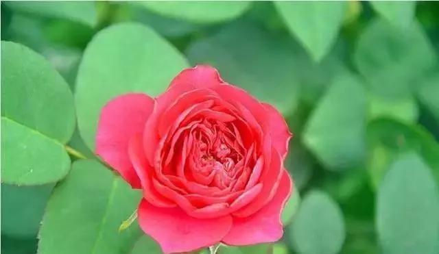 玫瑰花有哪些品种,玫瑰花有哪些品种大全