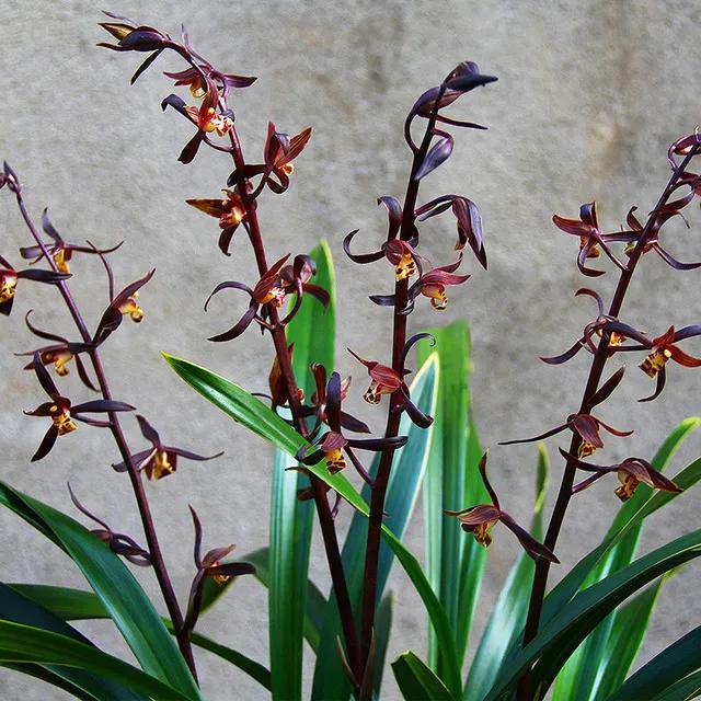 什么兰花最好养又香又好看,推荐几款香味俱全好养的兰花