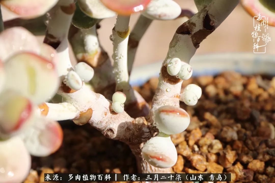 有多肉，有狗狗，给生活多一点惊喜