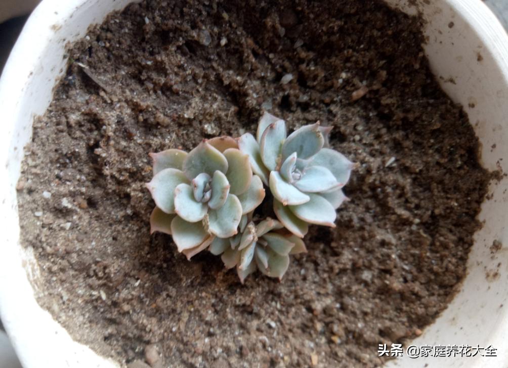 粉色蓝石莲的养殖方法,蓝石莲怎么养才最好