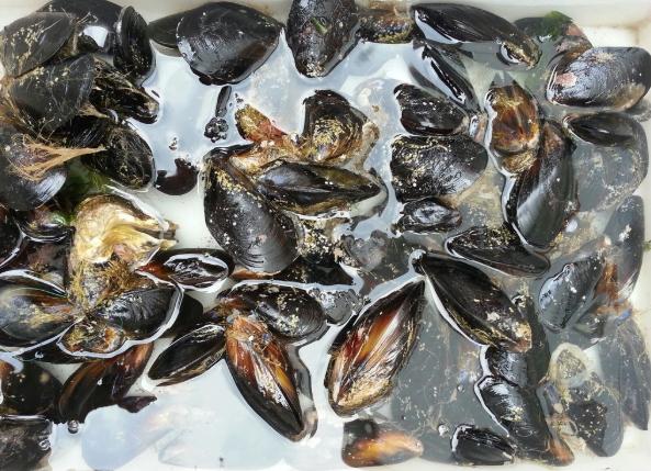 海虹挑选方法,怎么辨别海虹新鲜