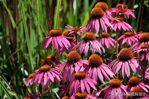 乡村庭院花园,如何打造田园风格的小庭院