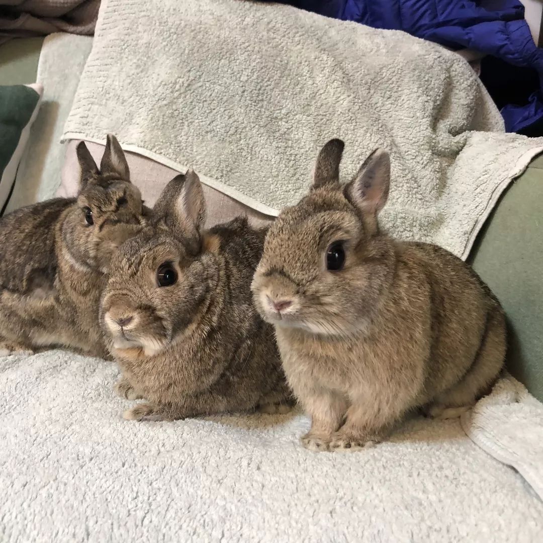 一只鸭子一万五元,一只鸭子一万多