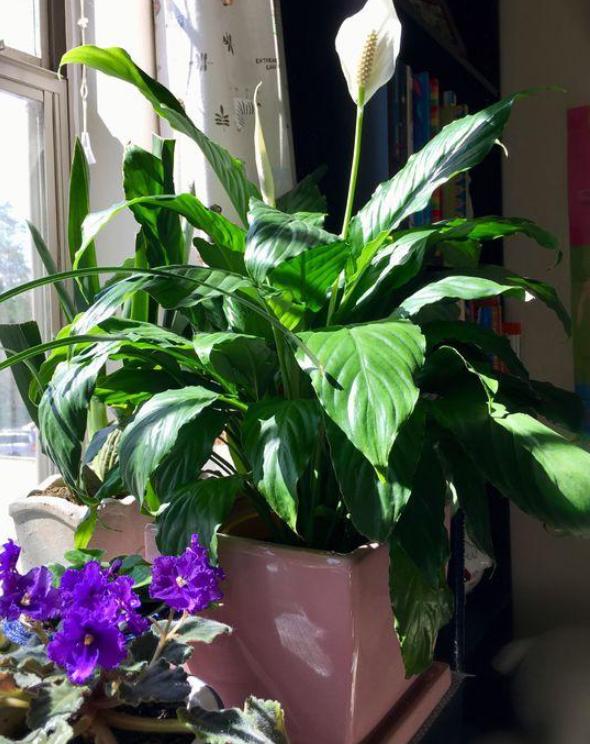 白掌的寓意以及养殖方法,白掌花的养护和习性