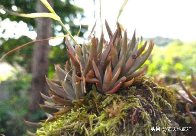 长在农村砖房上的植物,长在农村房顶瓦片上的植物