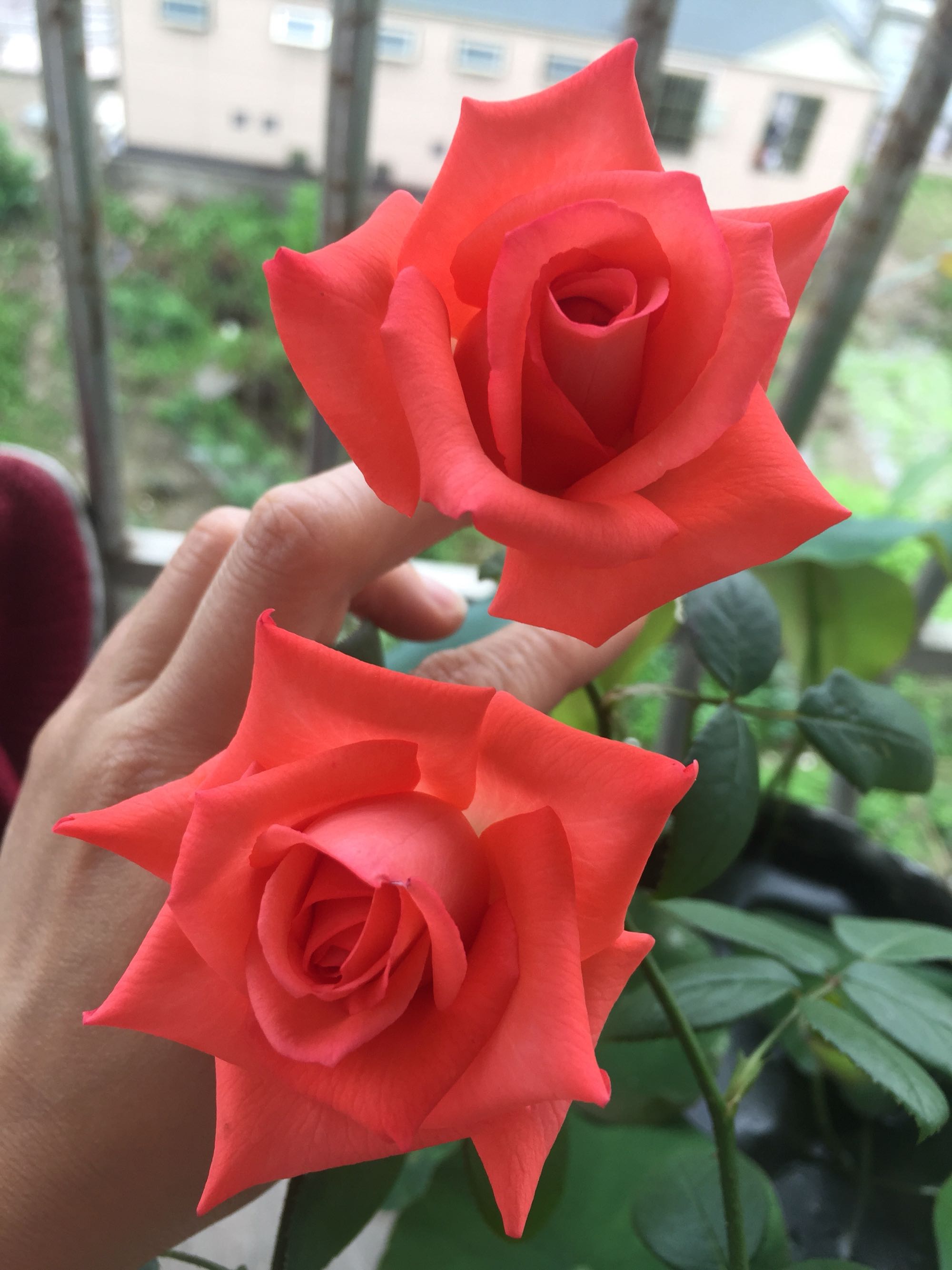 四季开花盆栽月季带花,开花有香味盆栽月季的养殖方法