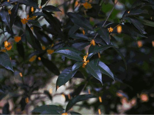 杭州西湖3天2晚自由行攻略,24小时杭州之旅