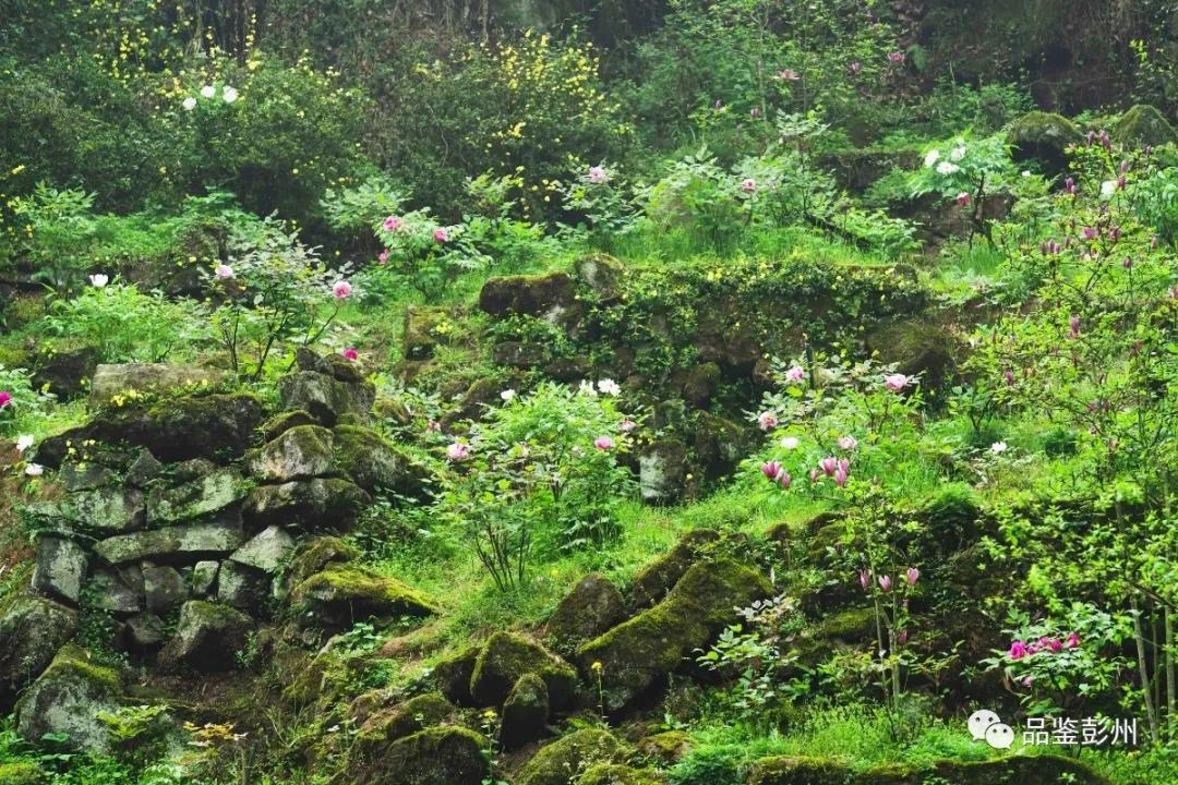 牡丹花开惹人醉鸟语花香,牡丹花开国色天香惹人醉