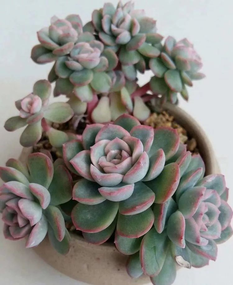 一花一世界多肉园艺,一花一世界一叶一菩提多肉植物