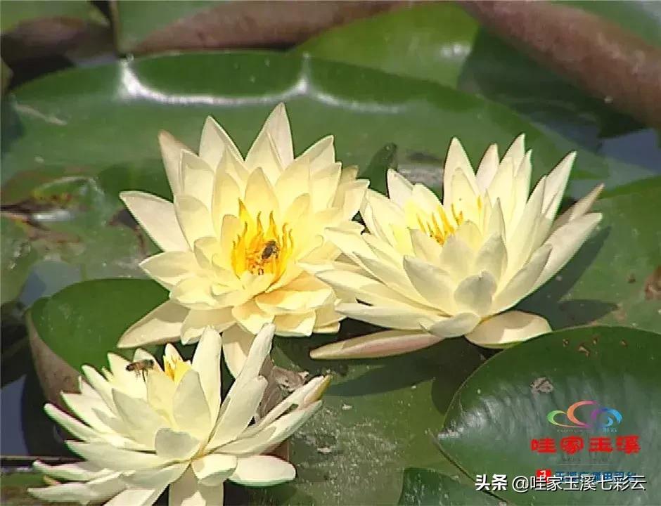 迷人！这里的“花中睡美人”盛开了