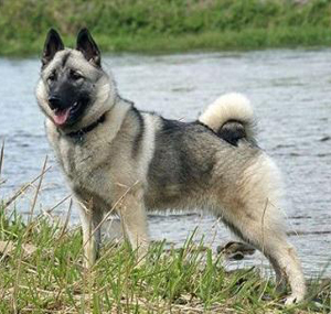 狗狗知识大全100条,狗狗知识百科大全巴哥