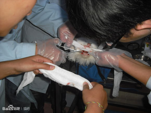 猫咪口腔溃疡最简单的治法,猫咪口炎口腔溃疡怎么治