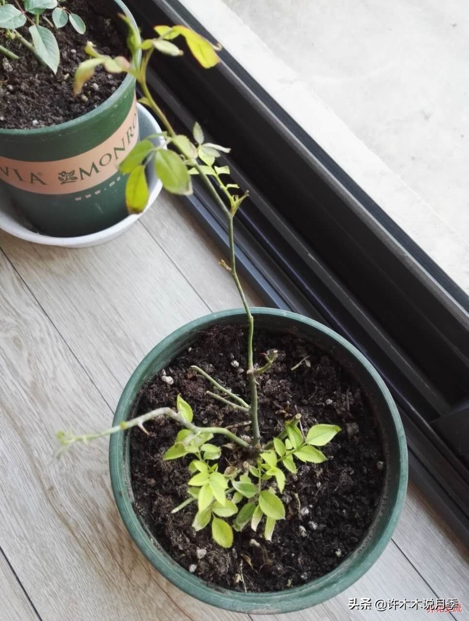 月季长得细开花少怎么办,月季叶子稀疏怎么办