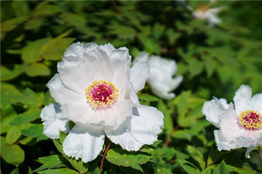 我和宿州有个约会，一场花事，一次慢旅行，探寻最烟火的宿州味道