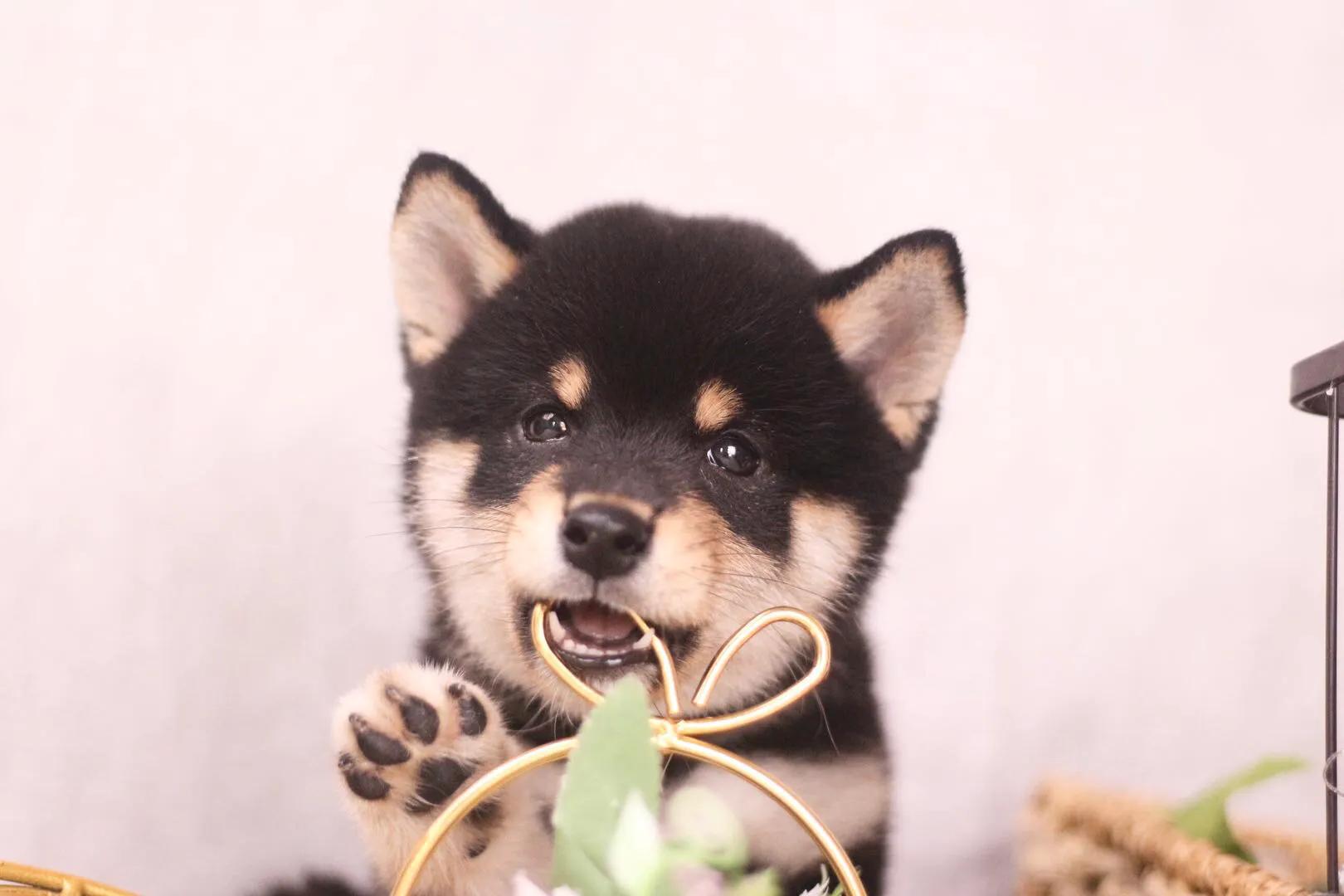 网上买柴犬被骗了怎么办,网上的柴犬是骗人的吗