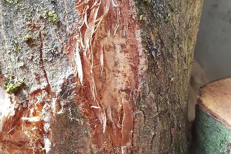 奇思妙想，牧民们往驯鹿的角上喷荧光漆来降低死亡率！