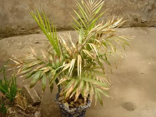 为什么地摊卖绿植,摆地摊卖绿植怎么样