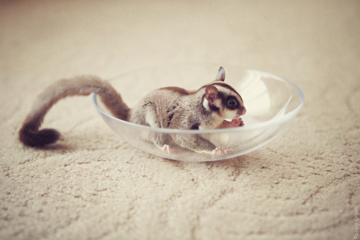 被蜜袋鼯咬出血需要打疫苗或者破伤风嘛,正确的处理方式是什么