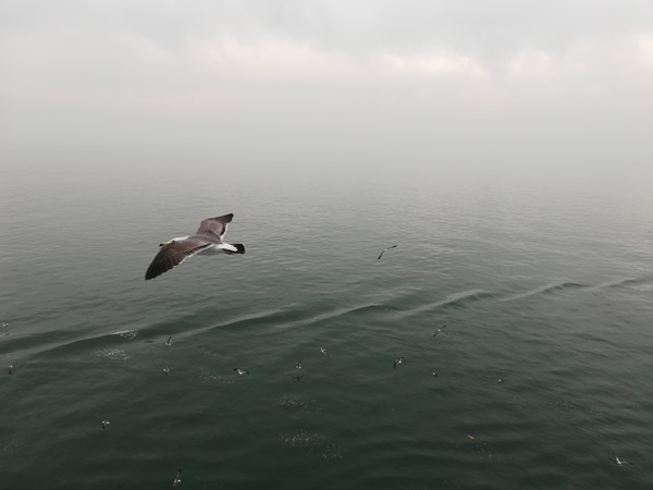 坐船去韩国怎么样,坐船去韩国团游体验