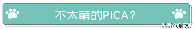 为什么猫咪沉迷吃手指,猫咪为啥沉迷红点