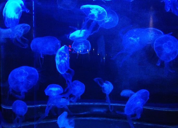 微生态制剂菌种简介之酵母菌