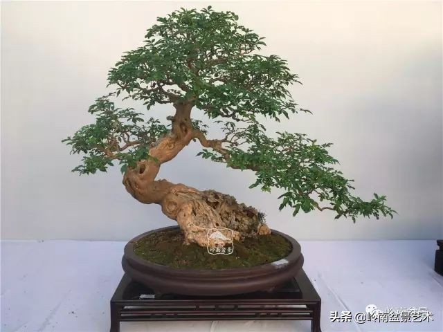 杂木盆景也毫不逊色,杂木盆景值钱吗