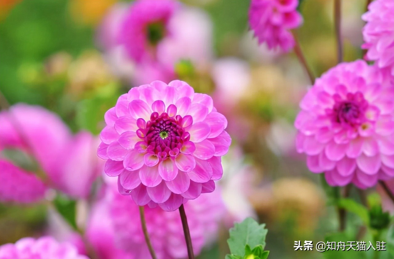 京东鲜花入驻视频,京东鲜花入驻条件是什么