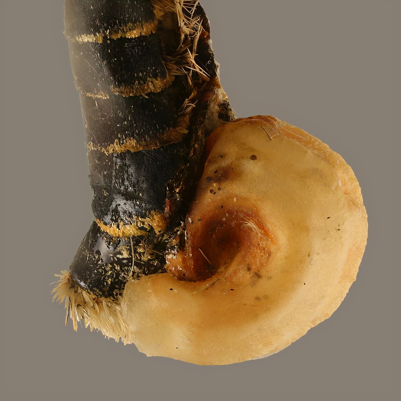 狗子交配时出现拔不出的情况,这是真的吗?遇见危险怎么办?