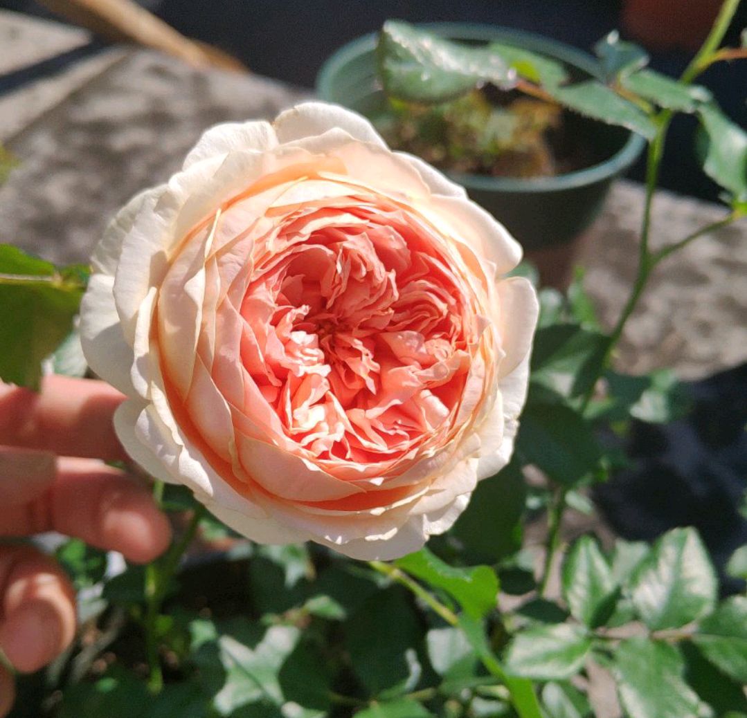 求助月季大神:第一次给月季洗根，洗根以后的月季根系正常吗？