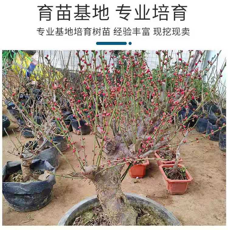 红梅顶级盆景100盆,红梅盆景越养越值钱吗