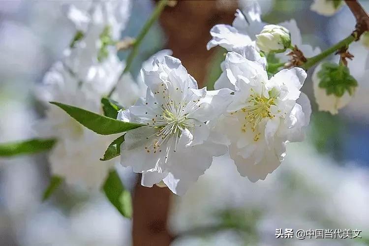 人生无忧幸福安宁,愿岁月无忧人生静好