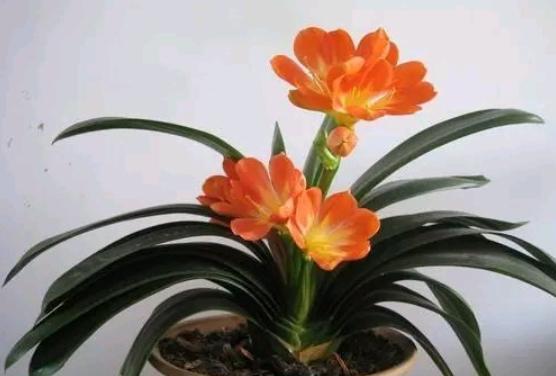 君子兰什么时候施肥长得茂盛开花,君子兰怎么施肥才长得旺盛