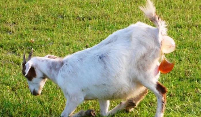 大母羊脱肛治疗方法,母羊子宫脱垂