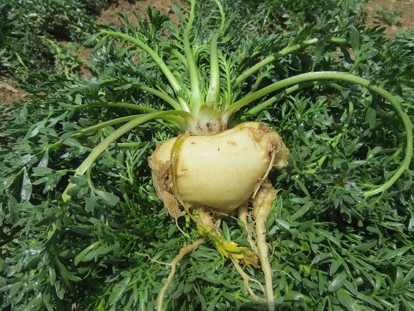 玛卡是秘鲁的好还是云南的好,最近很火的玛卡