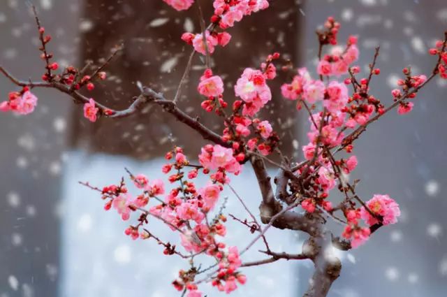 中国十大名花惊艳千年,中国十大名花美极了