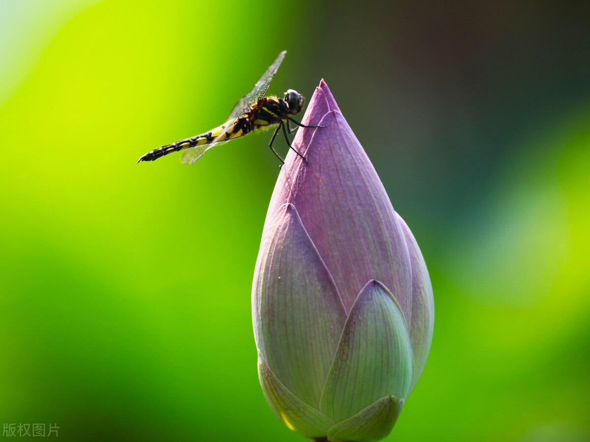 新手也能拍得好荷花摄影技巧,拍荷花的九个技巧