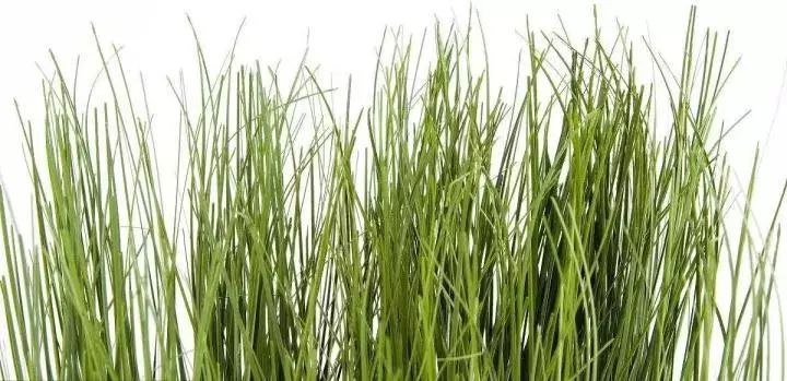 给猫梳毛能防止掉毛吗,给猫梳毛为什么猫会舒服