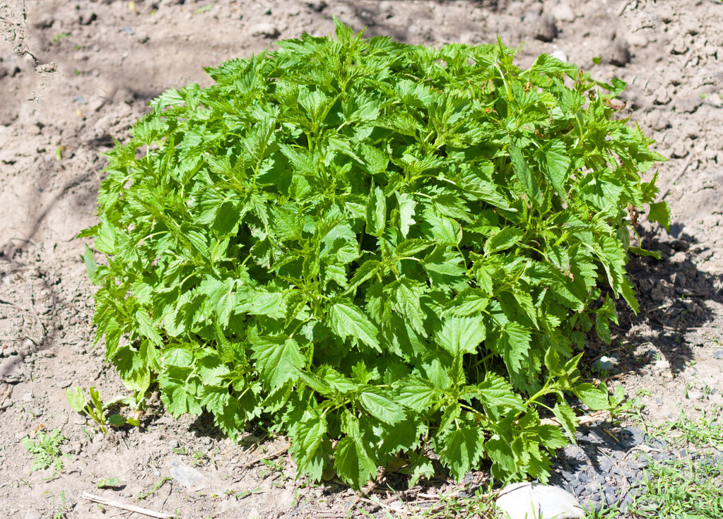 治寒冷性荨麻疹的中草药,一种能治荨麻疹的草药
