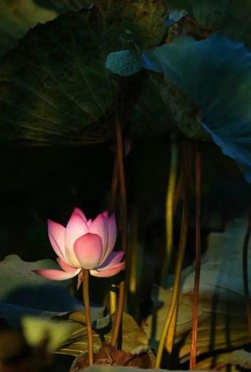 残荷虽败风骨犹存文案,残荷虽败能听雨