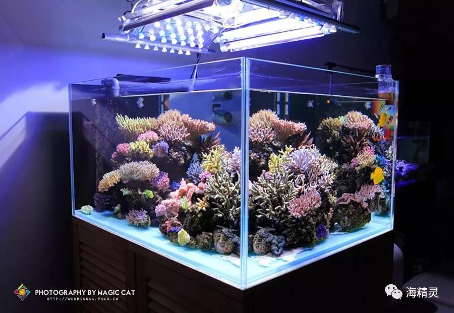 为什么一定要爆藻,为什么国人对鱼情有独钟