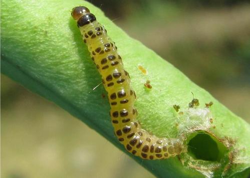 板栗桃蛀螟的防治,板栗如何防桃虫病