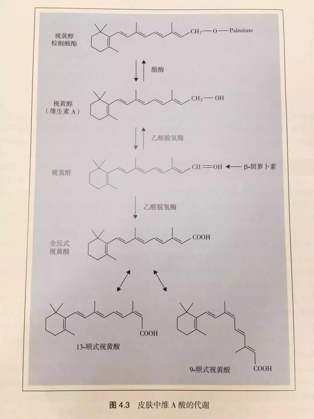来讲讲一些护肤品中常用到的维生素。